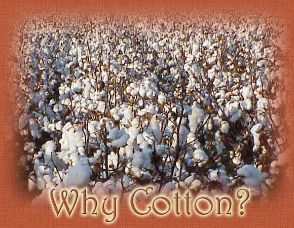Why Cotton Baby Clothes? The natural qualities of cotton for clothing. - Cotton field image